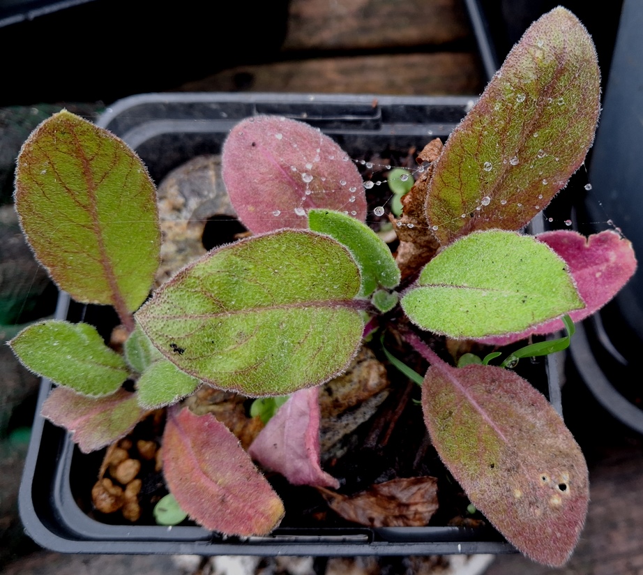 sage