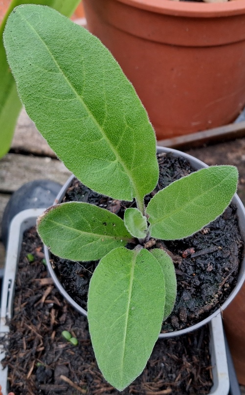 sage