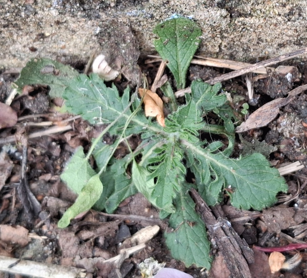 scabious seedling