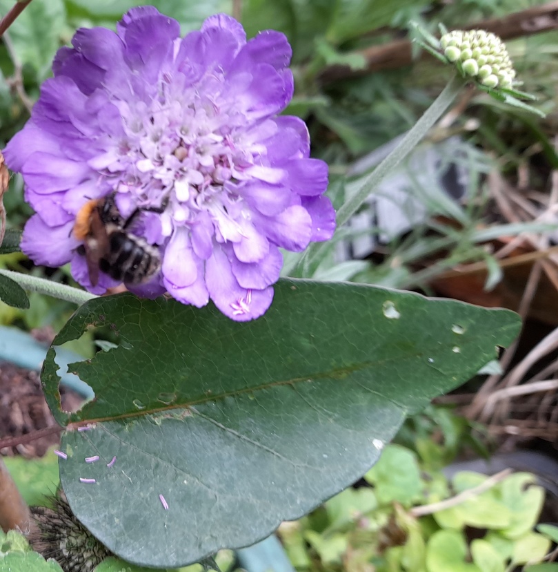 scabious bee