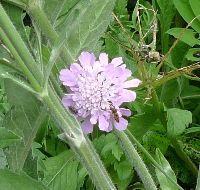 scabious with hoverflies