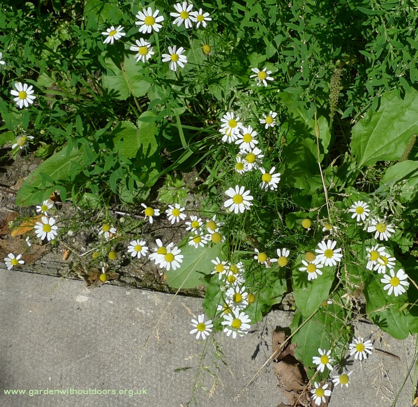 scented mayweed
