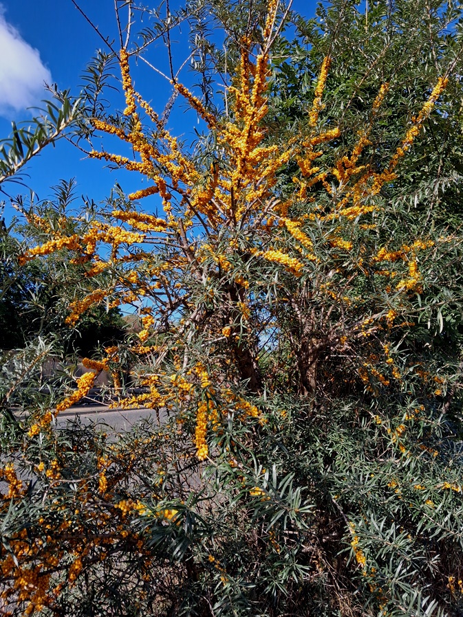 sea buckthorn