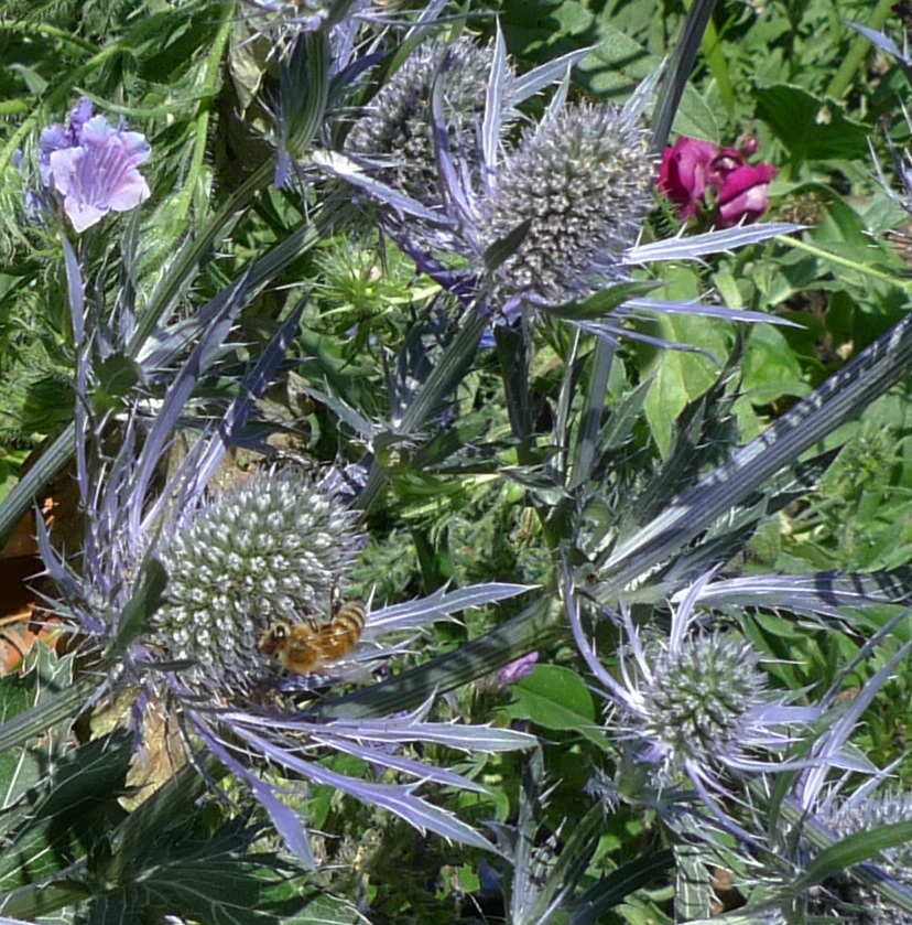 sea holly with bee
