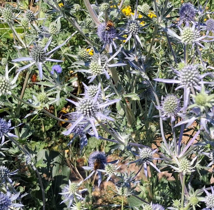 sea holly with bee