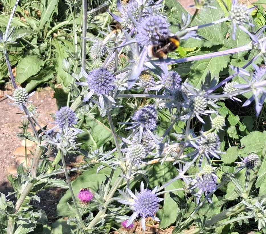 sea holly with bee