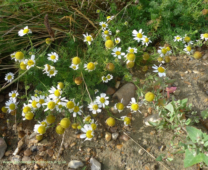 sea mayweed and frosted orache