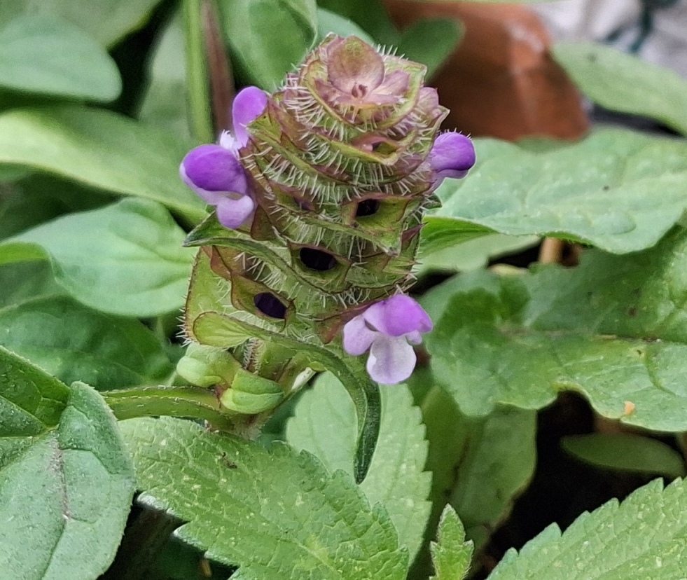 selfheal Prunella vulgaris