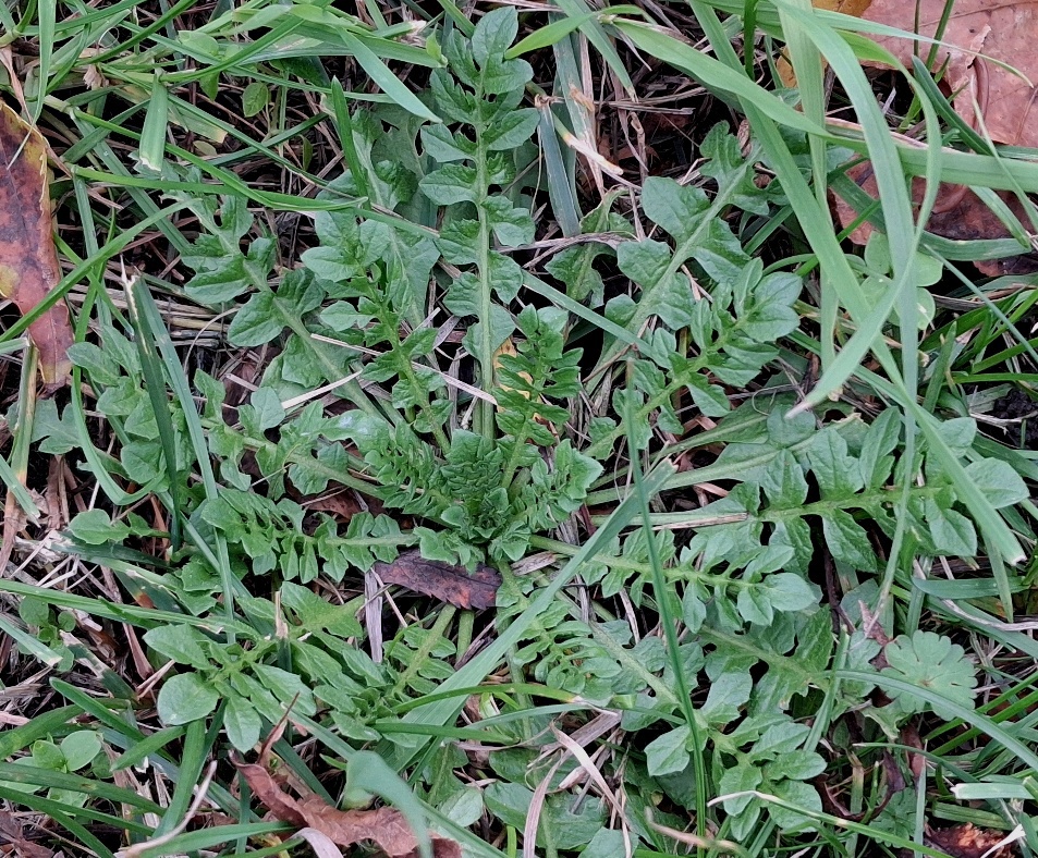 shepherds purse capsella bursa-pastoris
