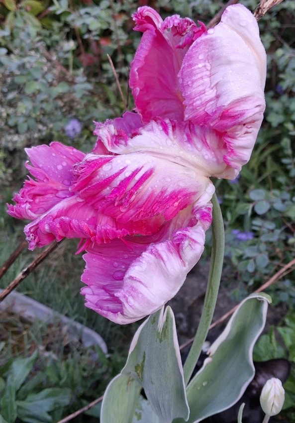 silver parrot tulip