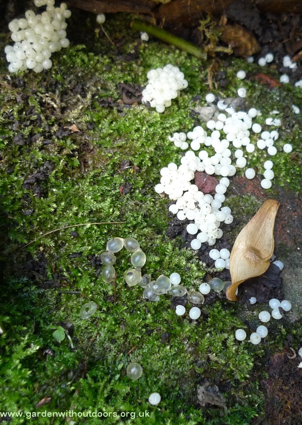slug and snail eggs