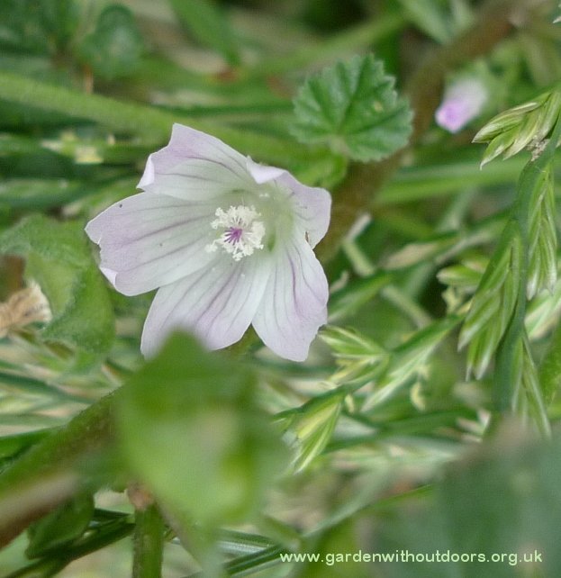 small mallow flower close-up