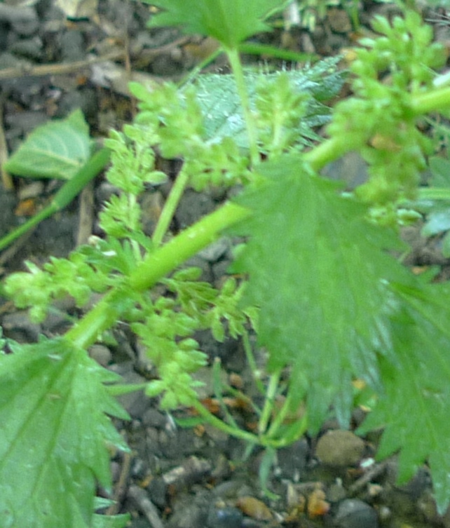 small nettle urtica arens buds