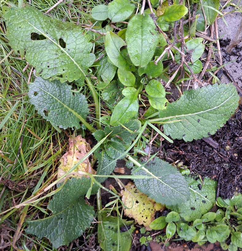 small teasel rosette