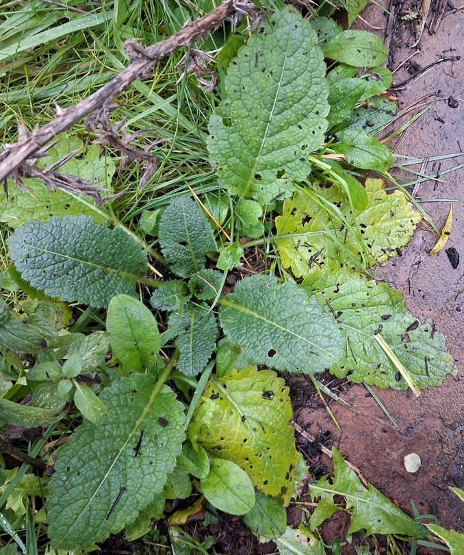 small teasel rosette