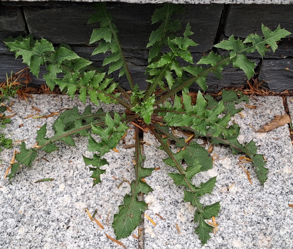 smooth sowthistle rosette