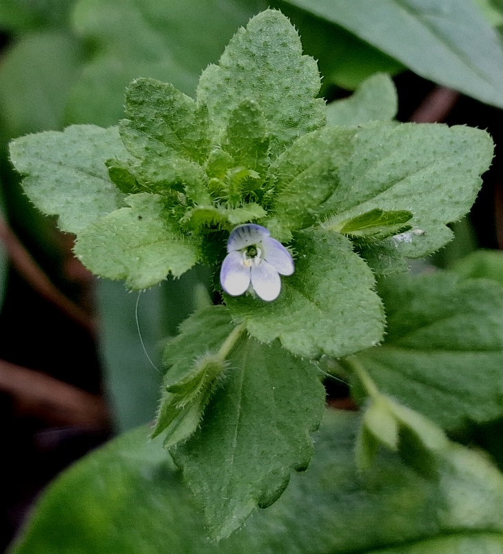 green field speedwell veronica agrestis