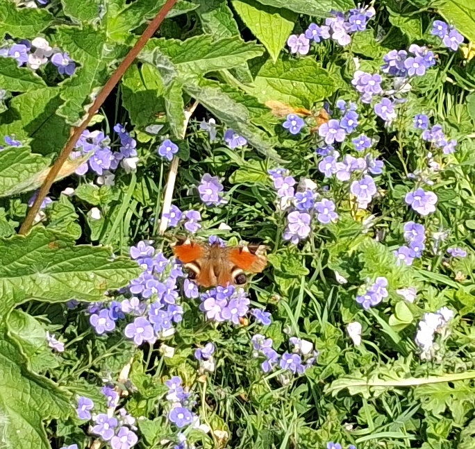 speedwell with butterfly