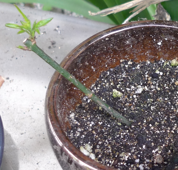 sprouting jasmine