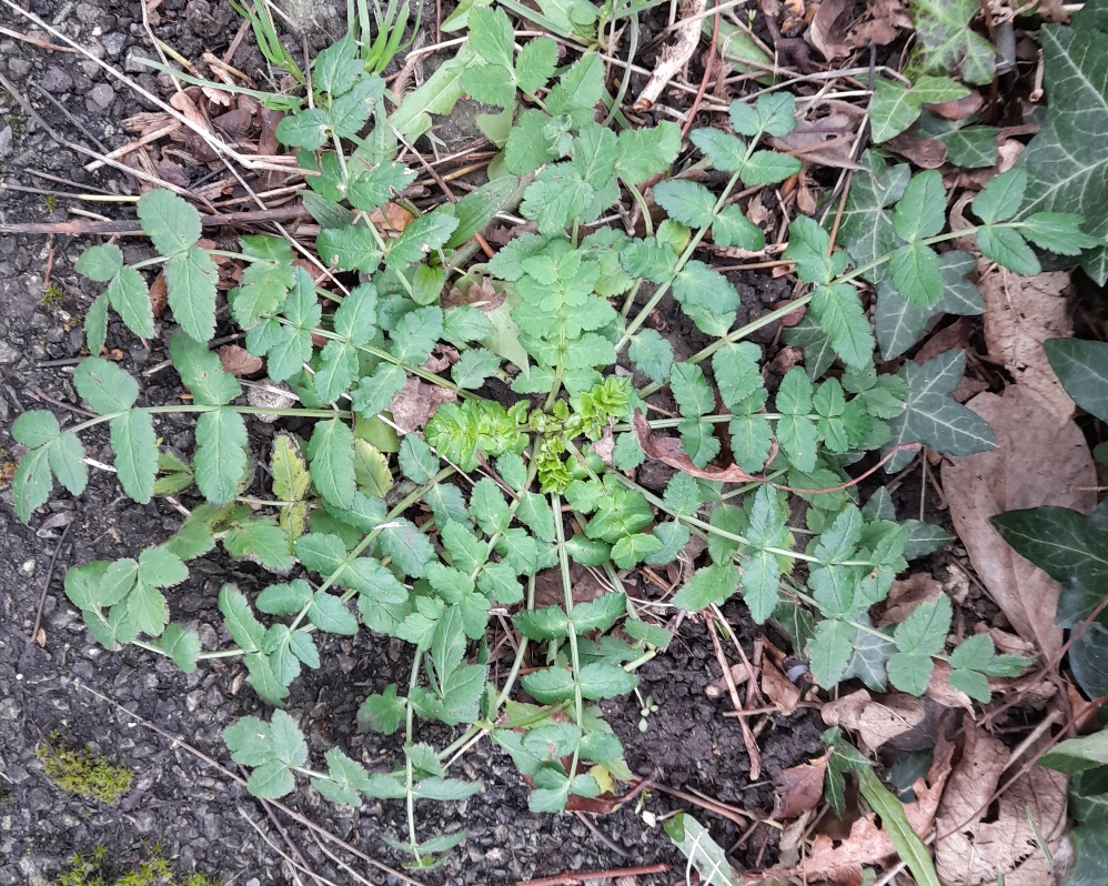 stone parsley Sison amomum