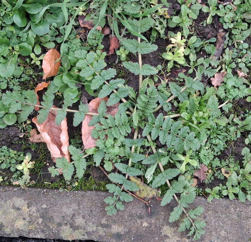storksbill erodium cicutarium