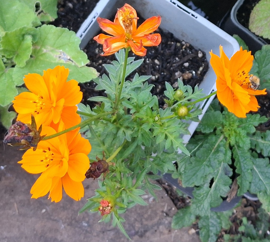 sulphur cosmos