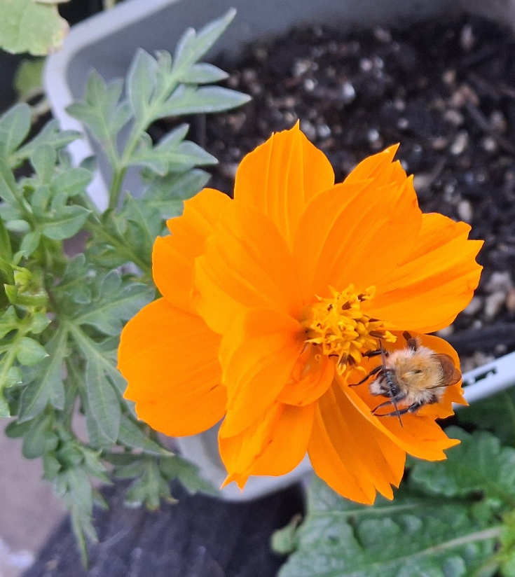 sulphur cosmos