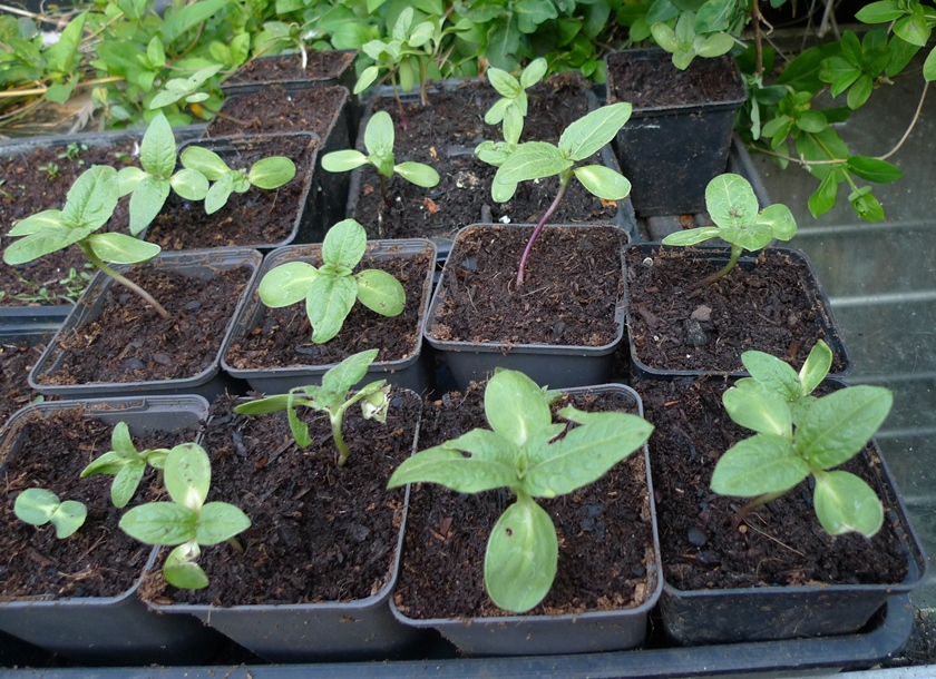 sunflower seedlings
