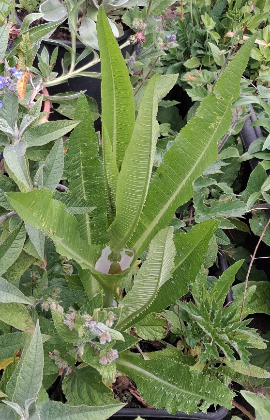 teasel