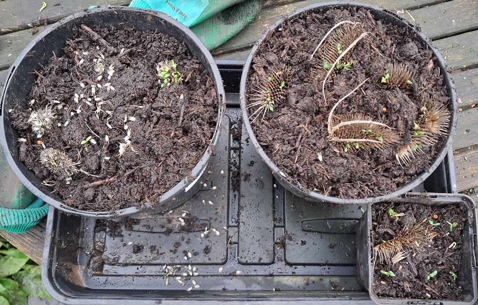 sea holly and teasel seedlings in seedheads vivipary