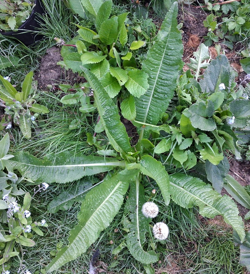 teasel (Dipsacus fullonum) rosette