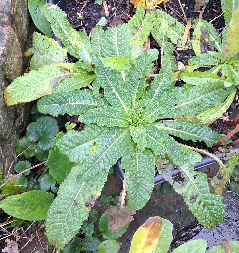 teasel rosette