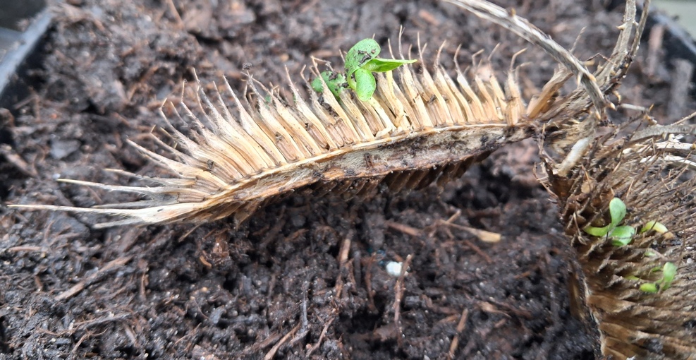 teasel seedhead vivipary