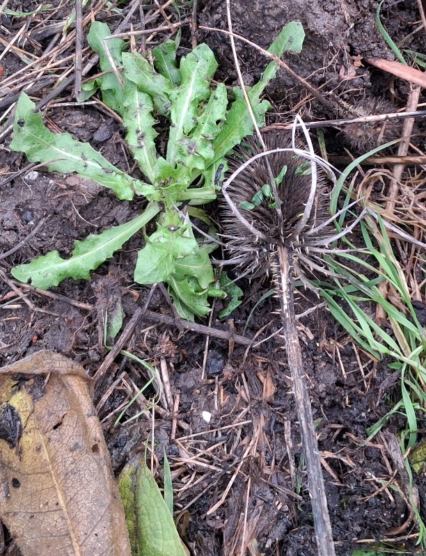 teasel seedhead vivipary