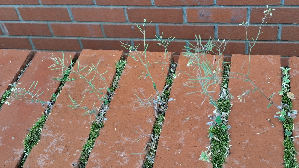 thale cress arabidopsis thaliana