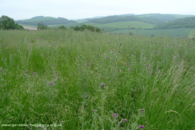 thistle field South Downs