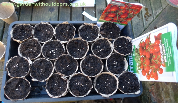 tomato seeds sown
