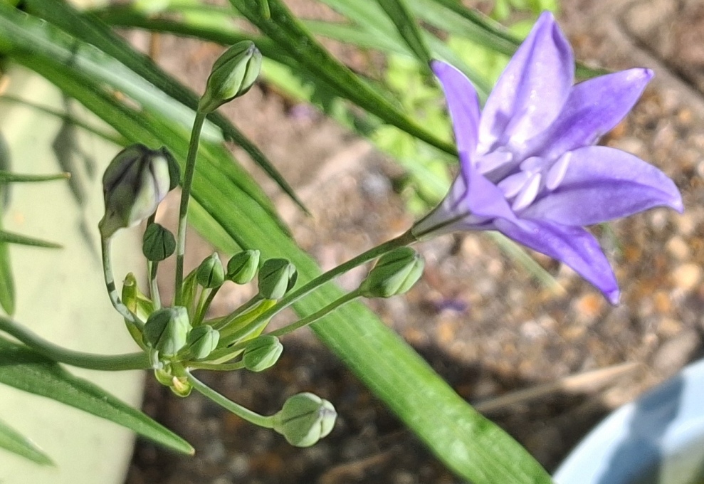 triteleia