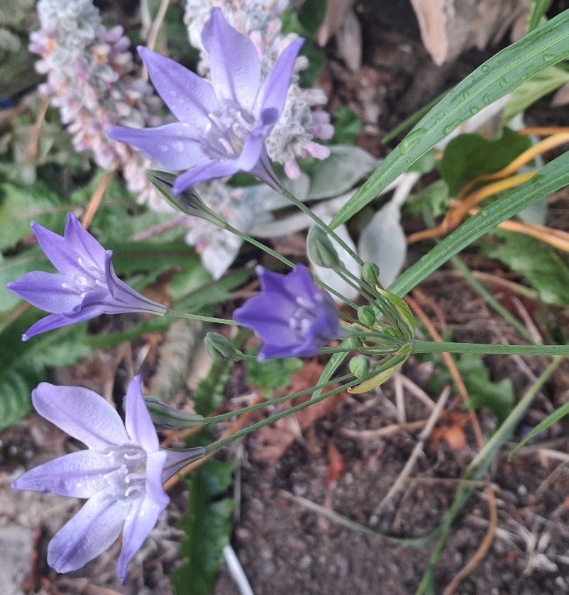 triteleia