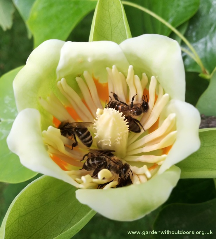 tulip tree flower with bees