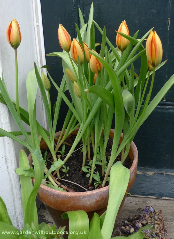 tulip whittallii major