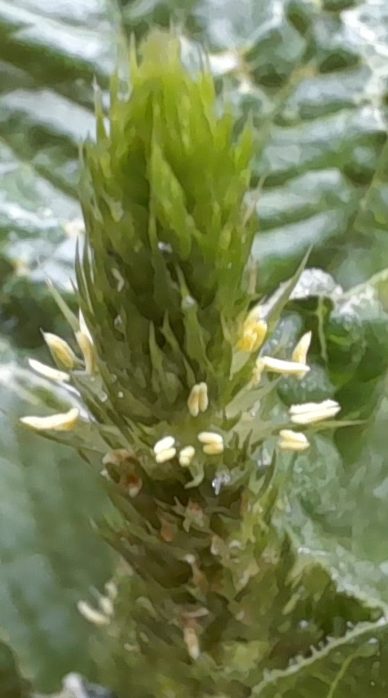 amaranthus flower