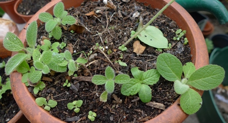 verbascum thapsis seedlings