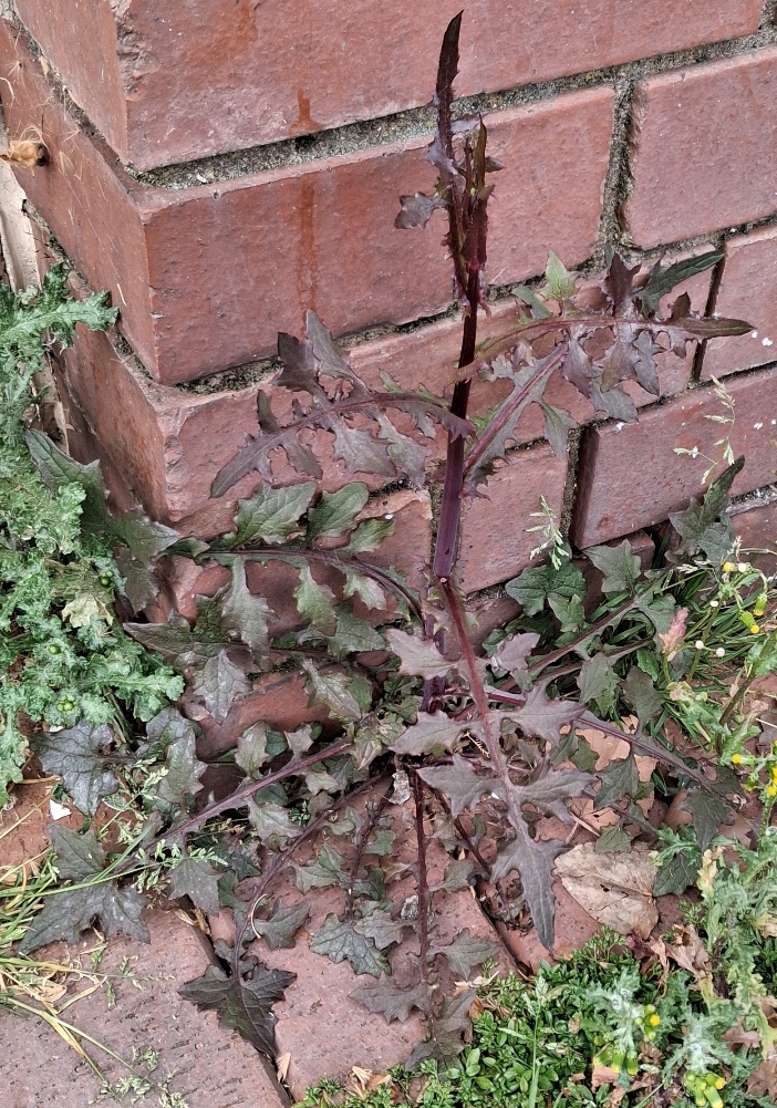 wall lettuce lactuca muralis