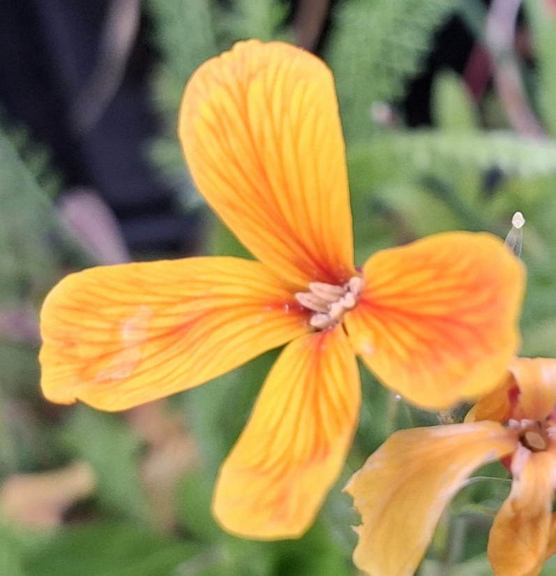 wallflower