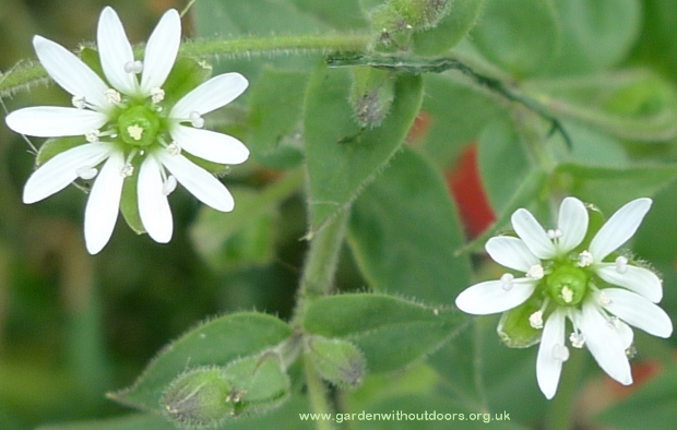 water chickweed