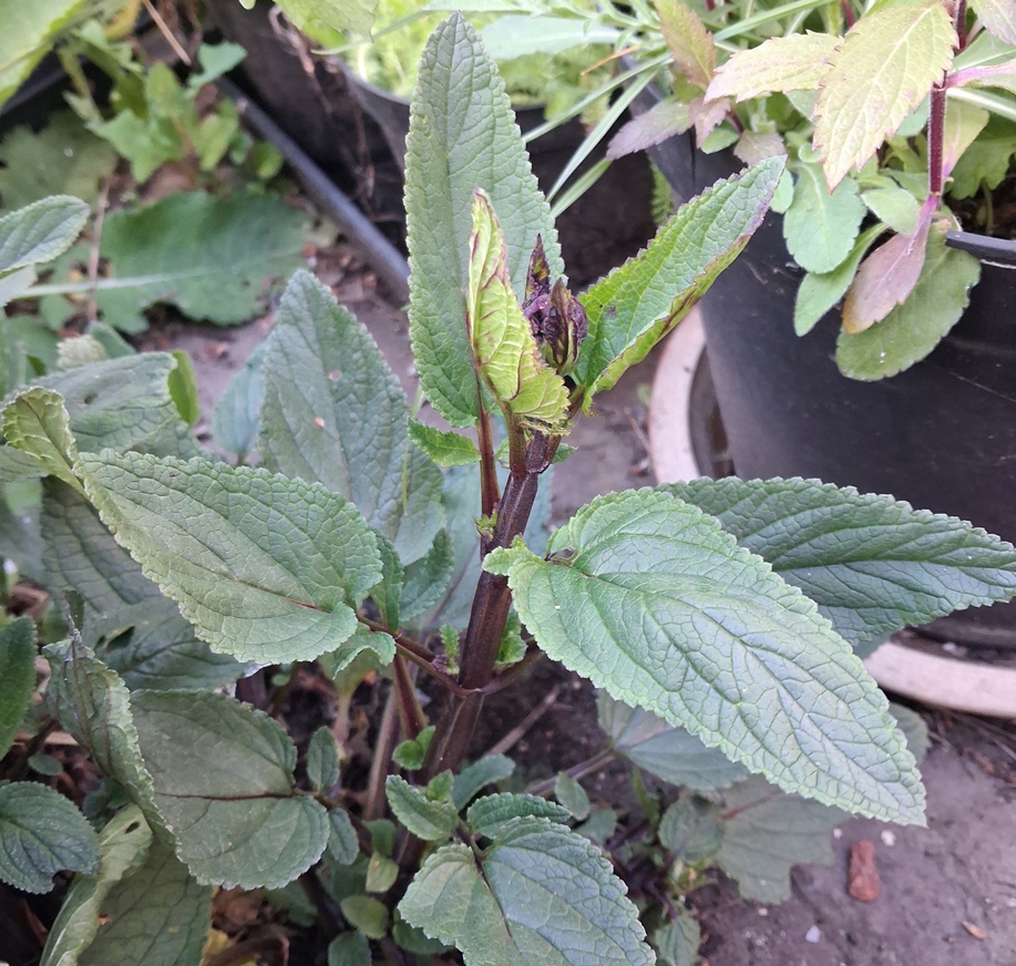 water figwort