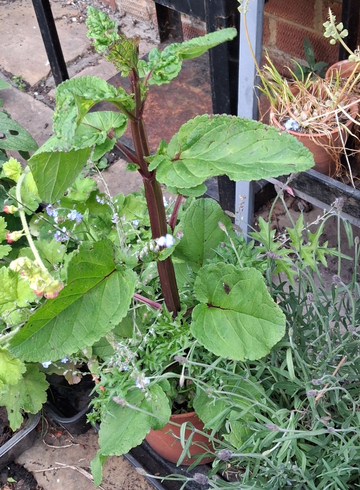 water figwort