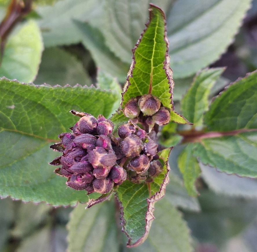 water figwort