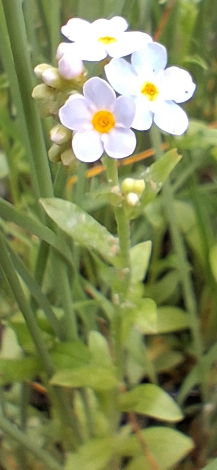 water forget-me-not Myosotis scorpioides